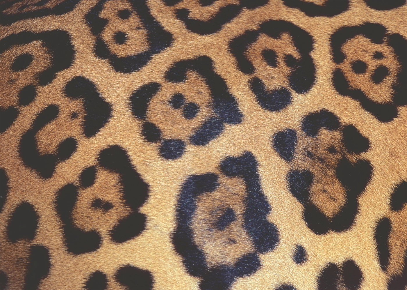 Challenge Animalprint
