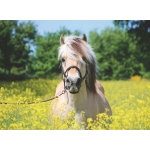 Pferd im Rapsfeld