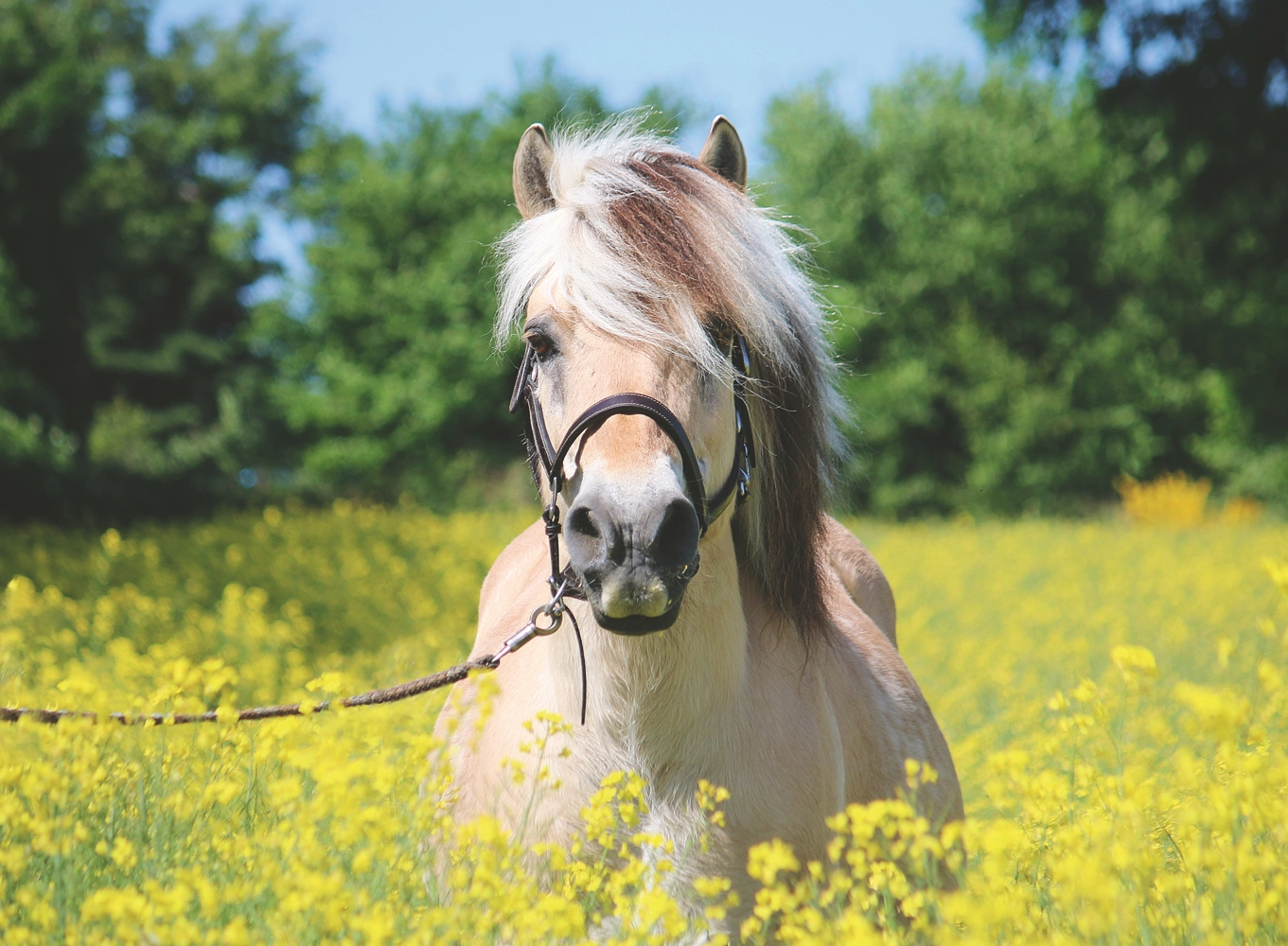 Pferd im Rapsfeld