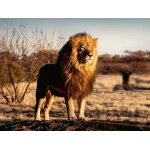 Der Löwe - Der König der Tiere