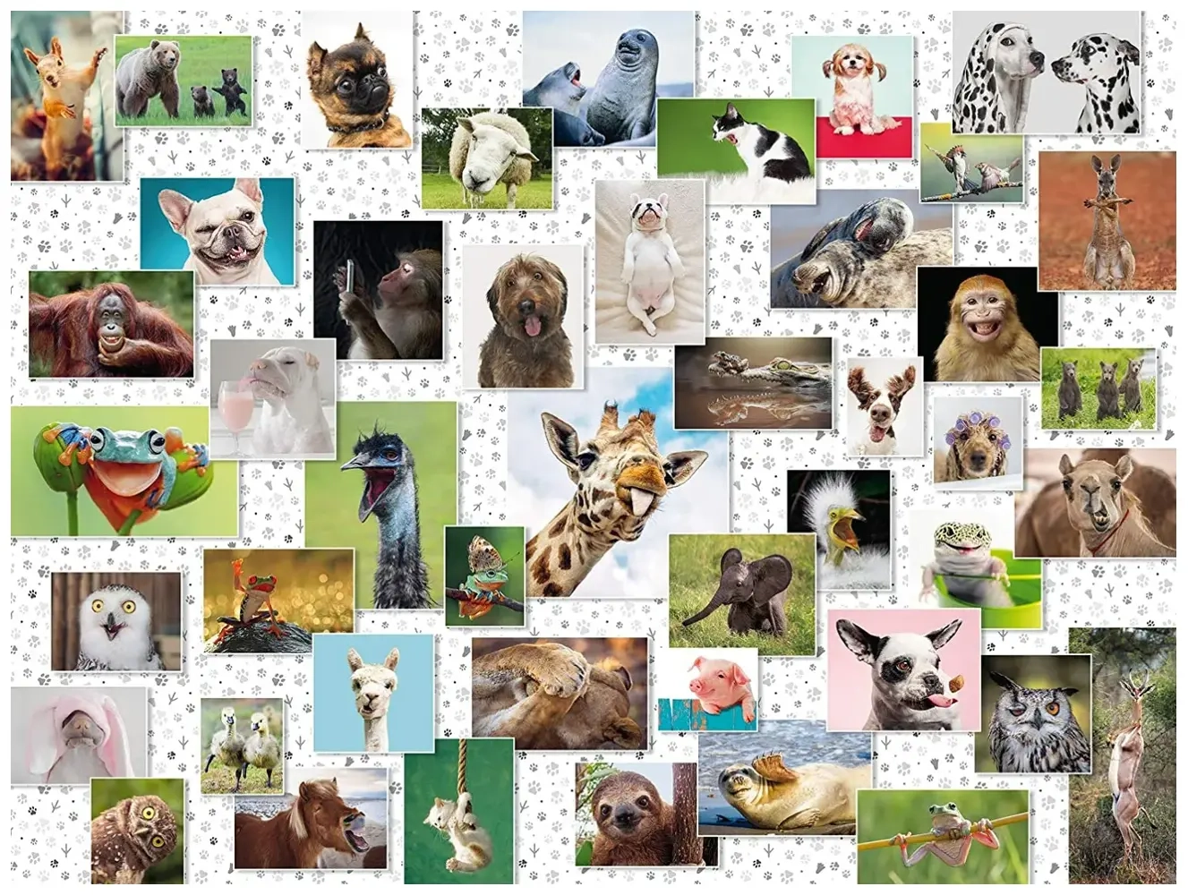 Lustige Tier-Collage