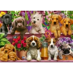 Hunde im Regal