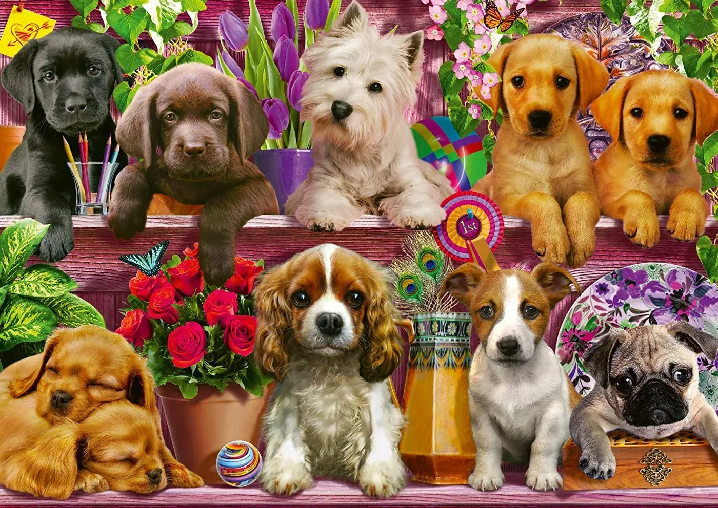 Hunde im Regal