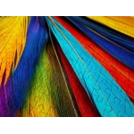 Bunte Federn