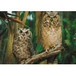 Owls