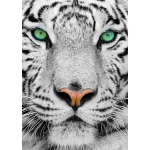 White Siberian Tiger
