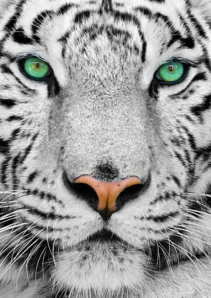 White Siberian Tiger