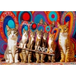 Fünf süsse Katzen