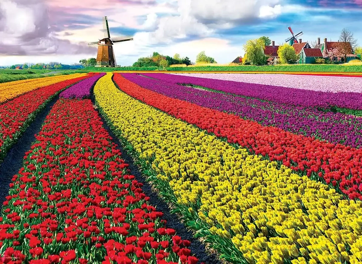 Tulpenfelder