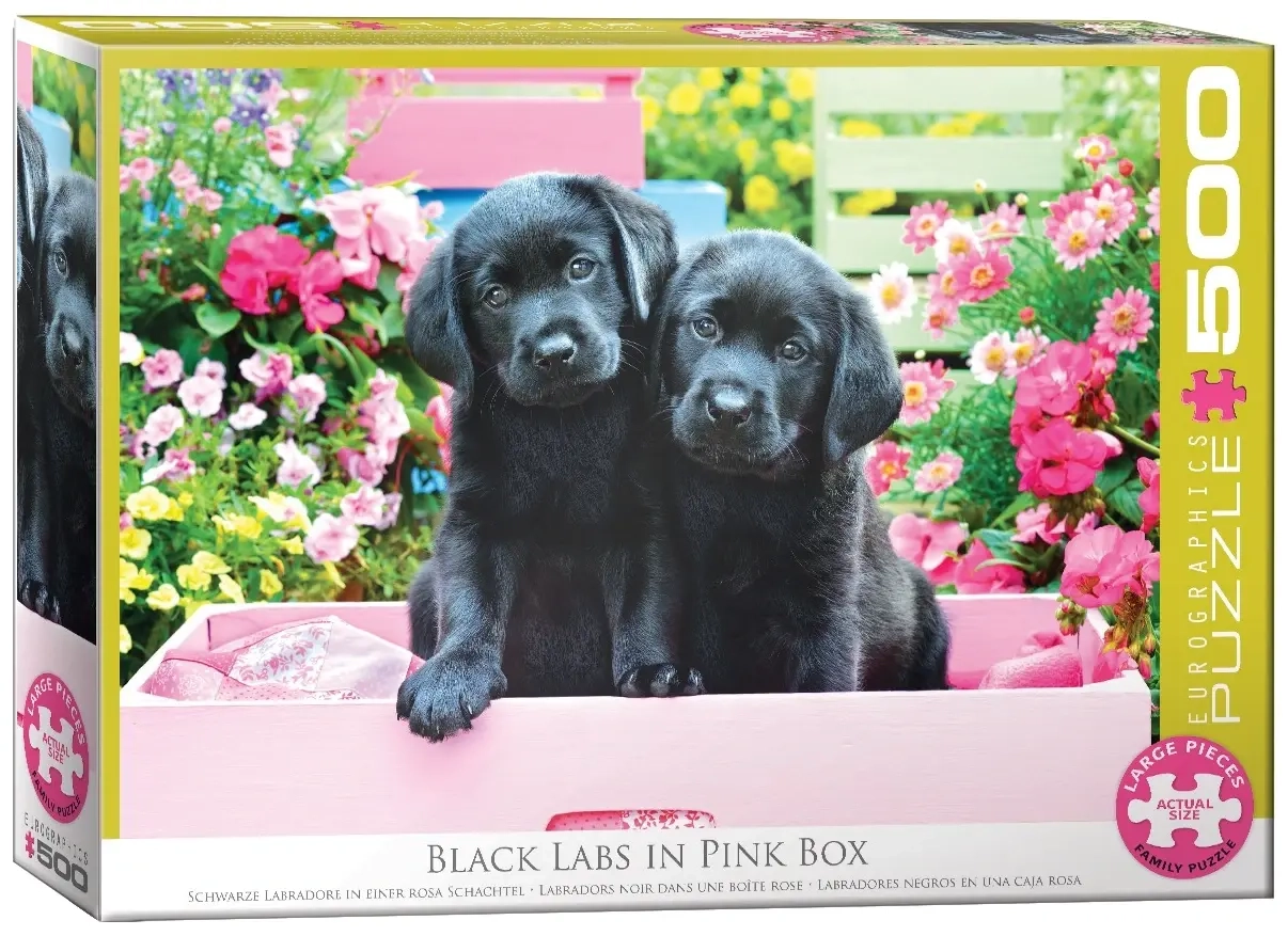 Schwarze Labradore in einer rosa Schachtel