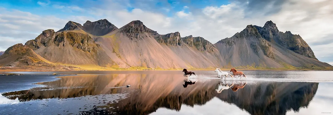 Iceland Horses