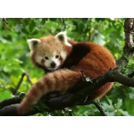 Süsser roter Panda