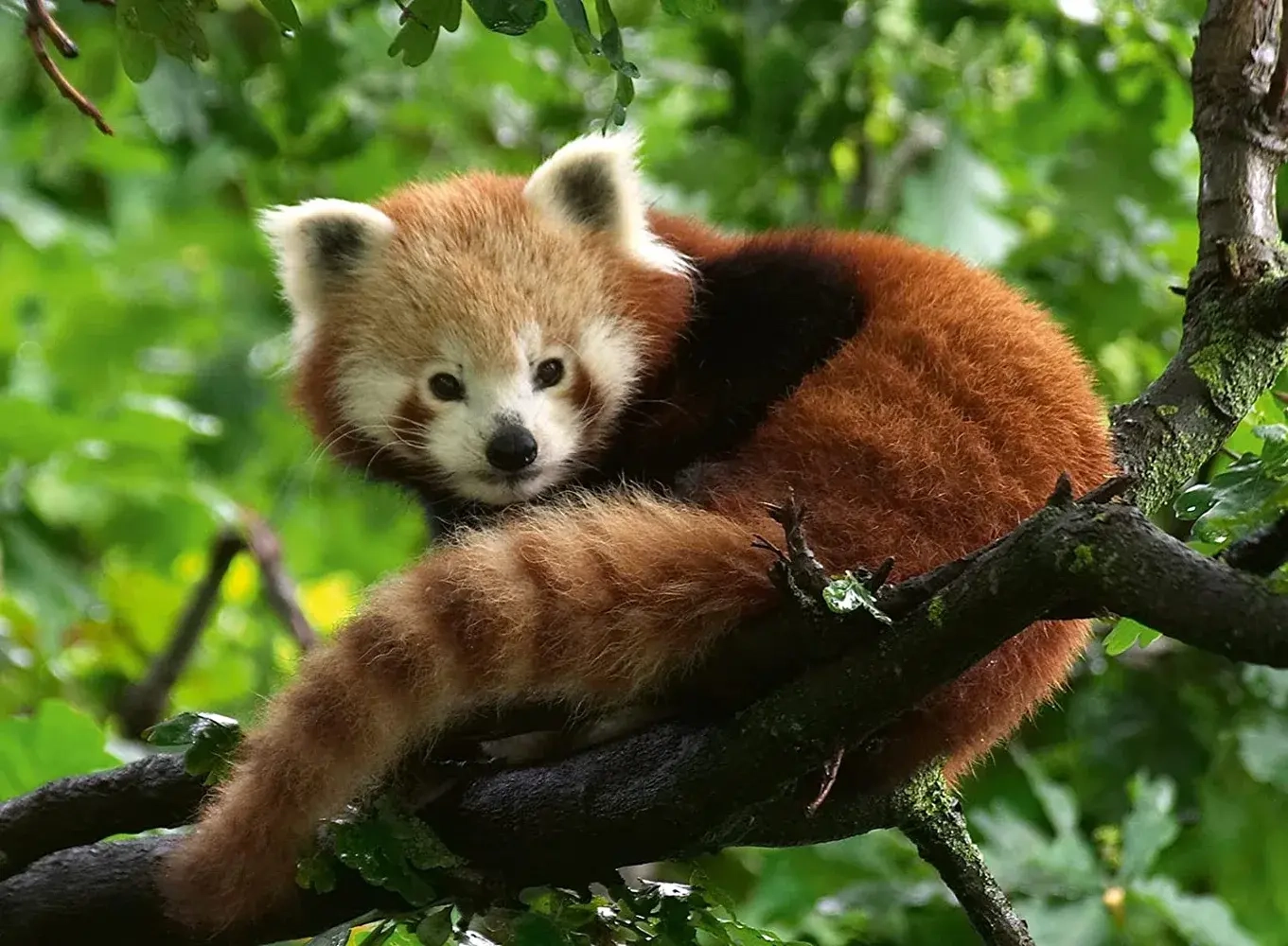 Süsser roter Panda