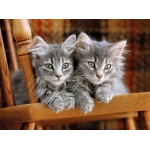 Kittens