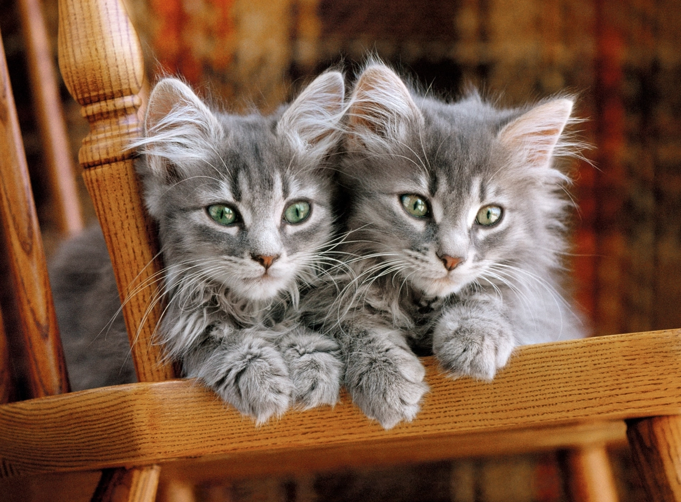 Kittens