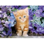 Ginger Cat