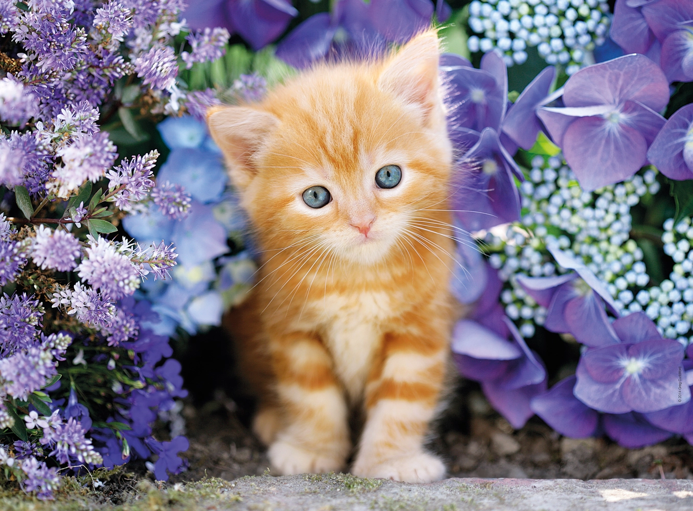 Ginger Cat