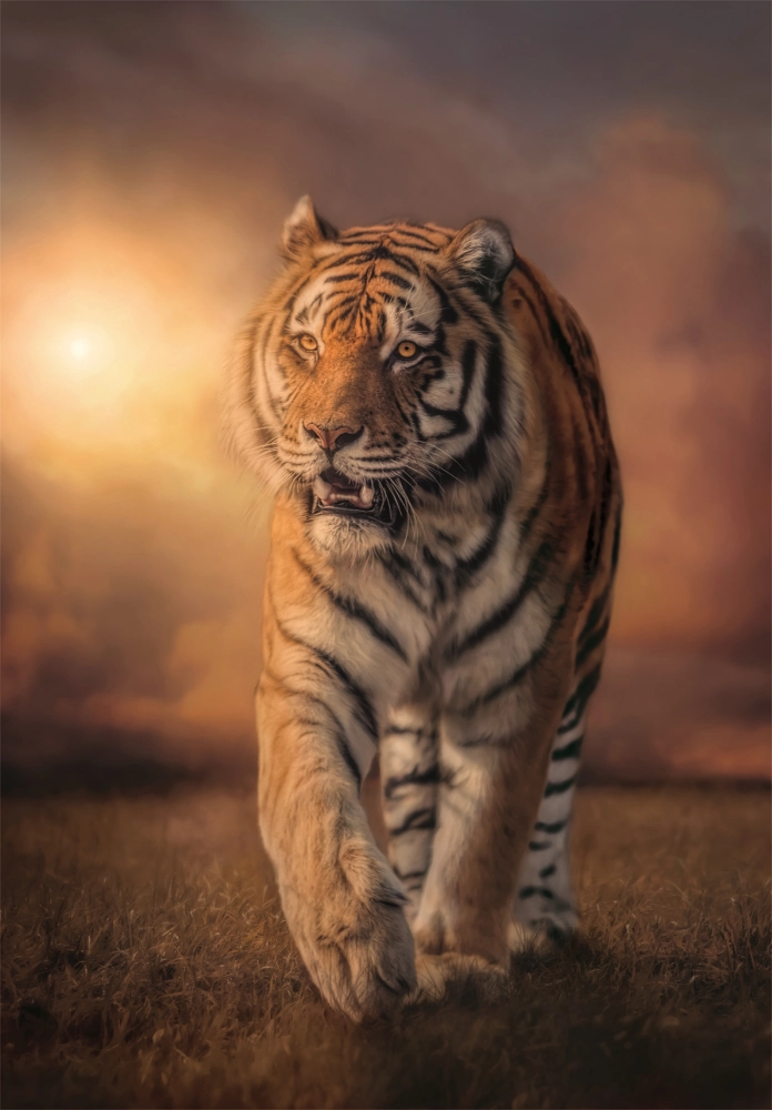 Müder Tiger