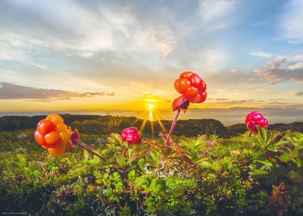 Feld mit Moltebeeren - Edition Alexander von Humboldt