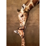 Kuss der Giraffenmutter
