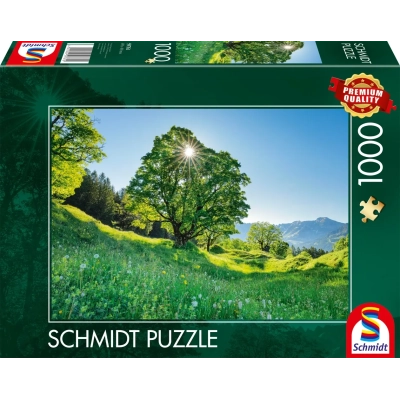 Berg-Ahorn im Sonnenlicht - St. Gallen