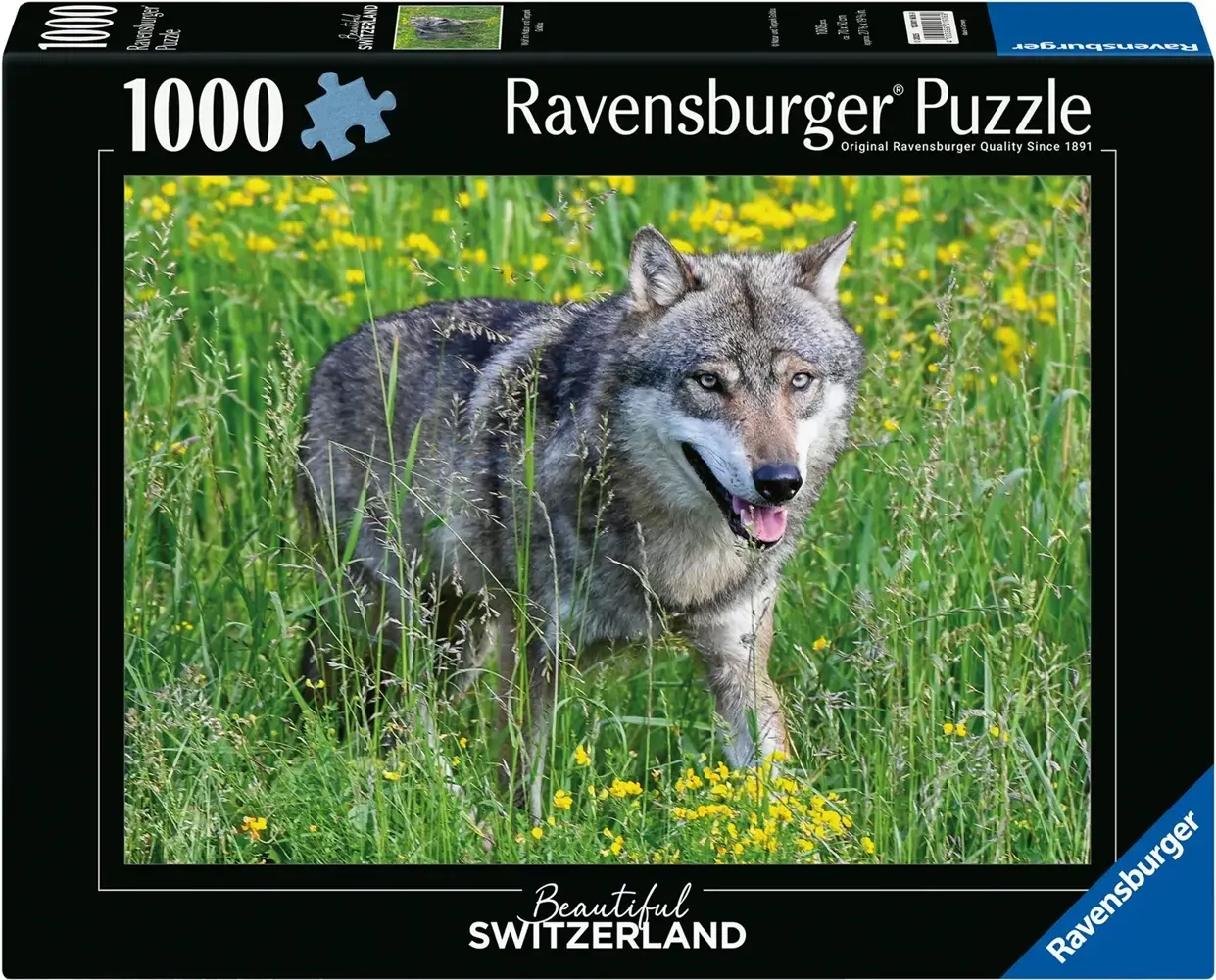 Wolf im Tierpark Goldau