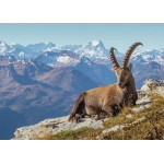Steinbock im Toggenburg