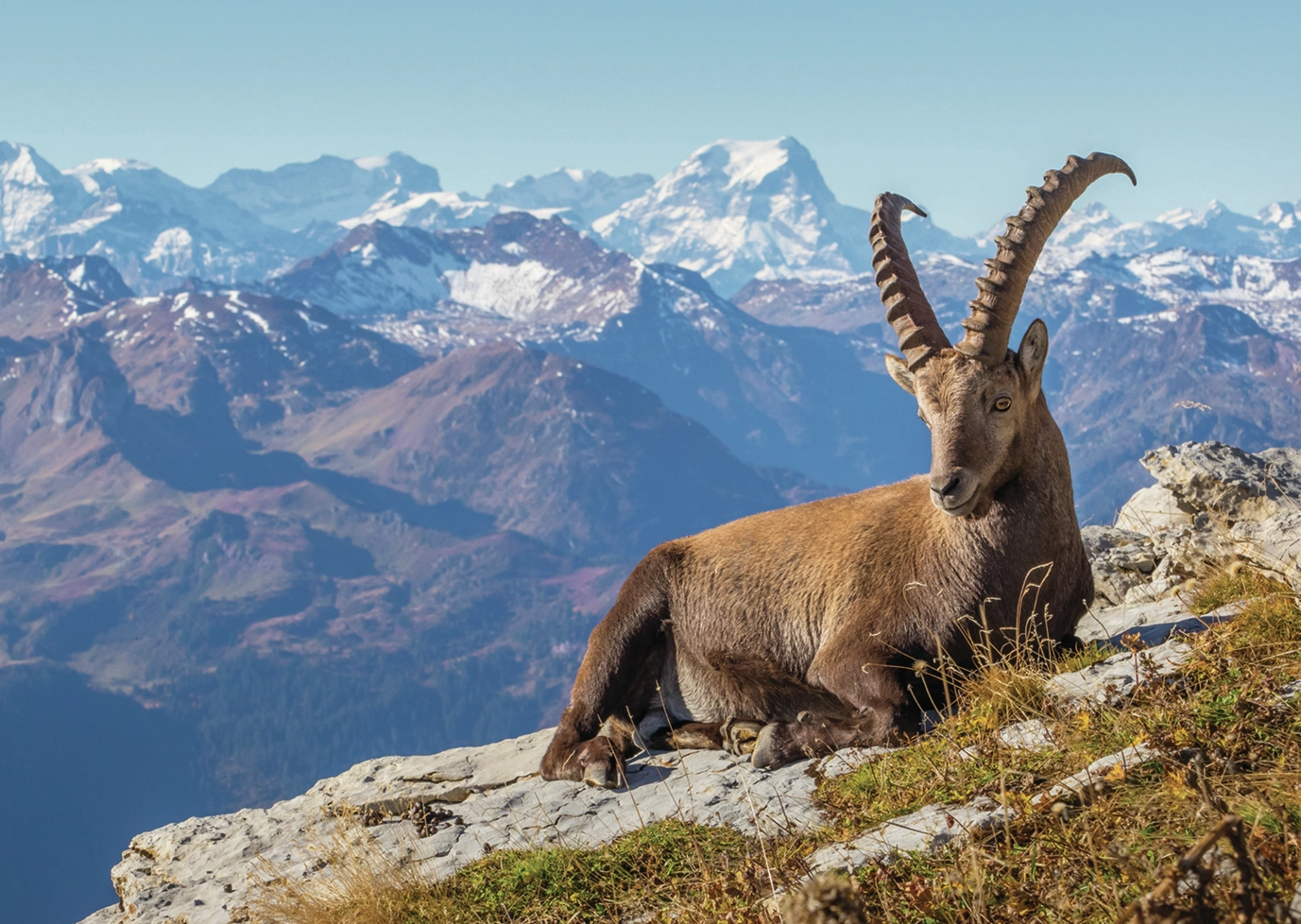 Steinbock im Toggenburg