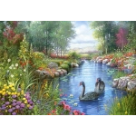 Black Swans - Andres Orpinas Black Swans - Andres Orpinas