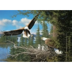 Nesting Eagles
