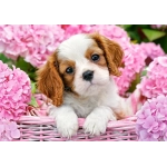 Pup in Pink Flowers
