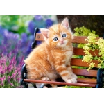 Ginger Kitten
