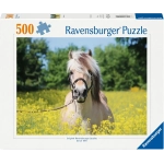 Pferd im Rapsfeld
