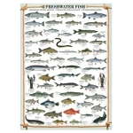 Süsswasserfische