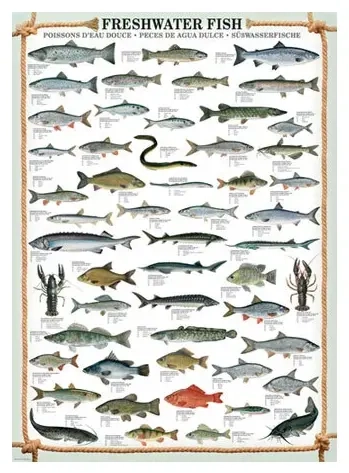 Süsswasserfische