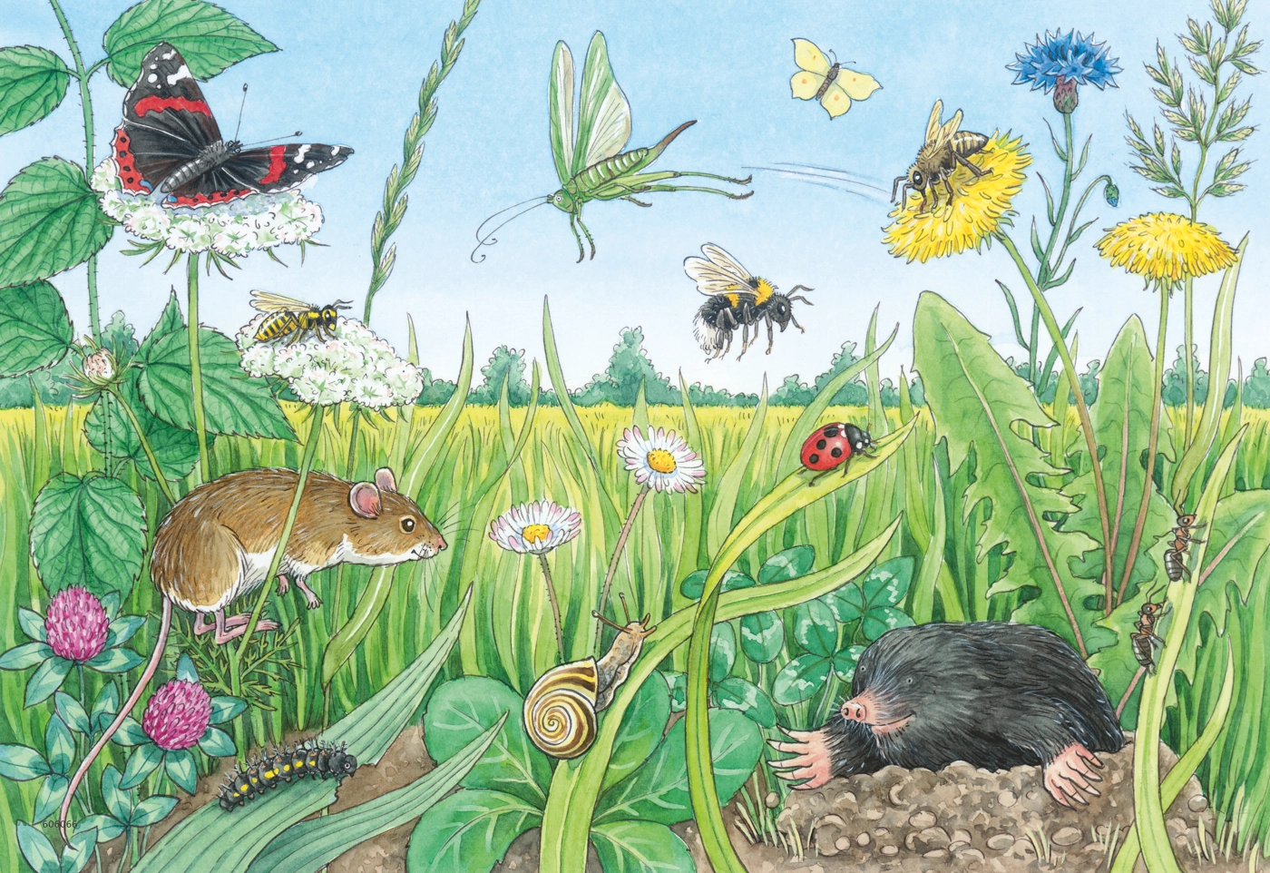 Wieso? Weshalb? Warum? - Tiere im Wald und Wiese