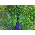 Blauer Pfau