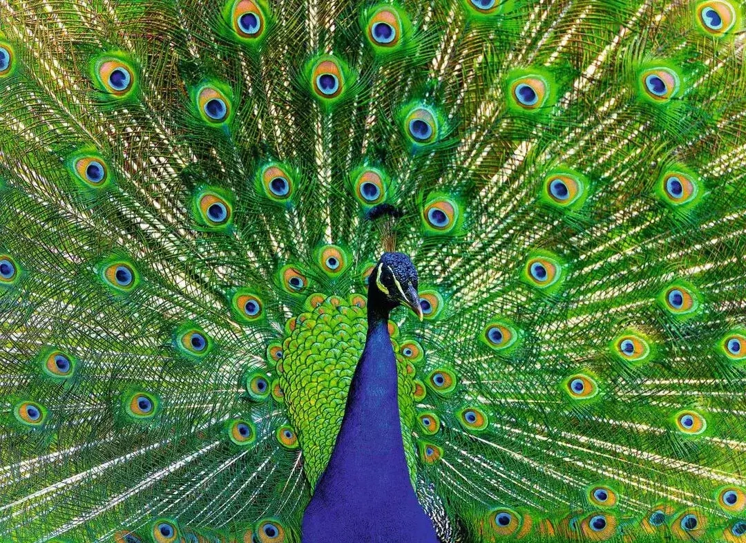 Blauer Pfau