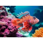 Pazifischer Rotfeuerfisch