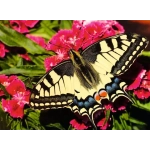 Schöner Schmetterling