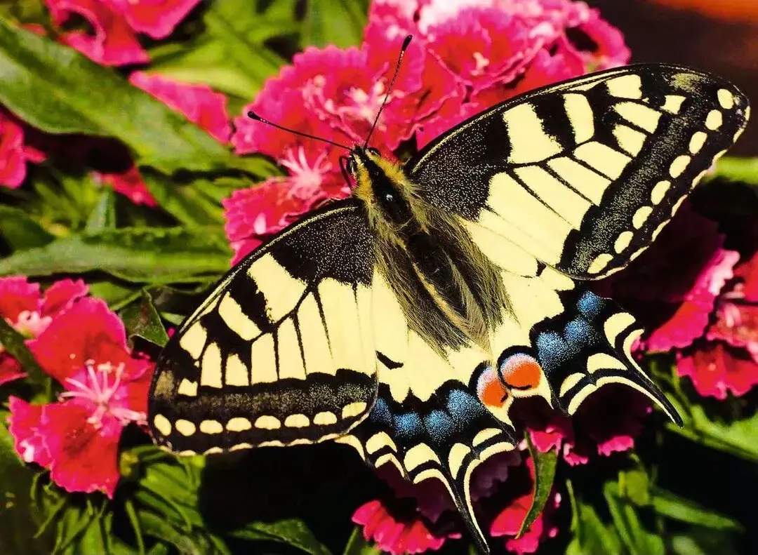 Schöner Schmetterling