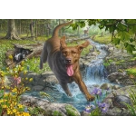 Hundeliebe: Frühlingsspaziergang mit Labrador Retriever - Mark Fredrickson