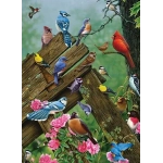 Birds of the Forest
