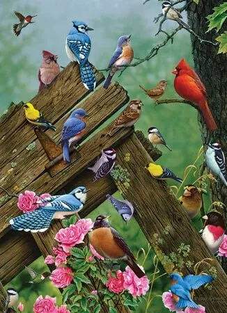 Birds of the Forest