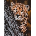 Gepard