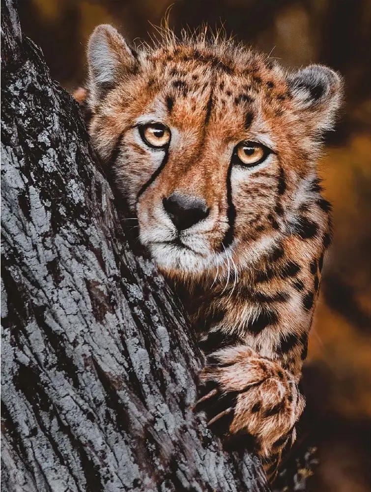 Gepard