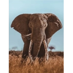 Afrikanischer Elefant