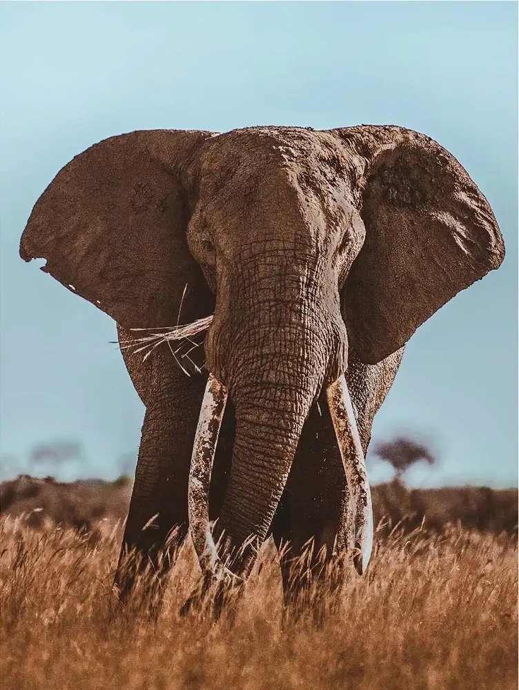 Afrikanischer Elefant