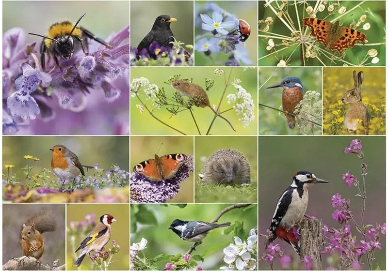 RSPB - Bird & Wildlife