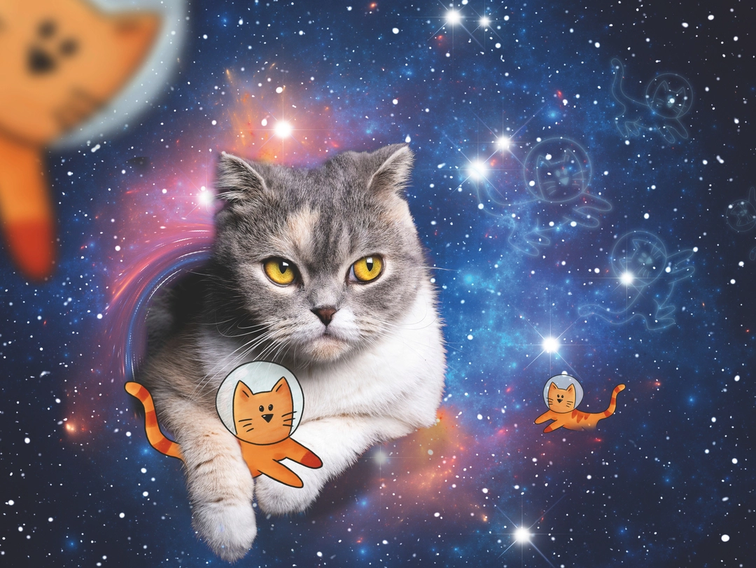 Katzen fliegen im Weltall